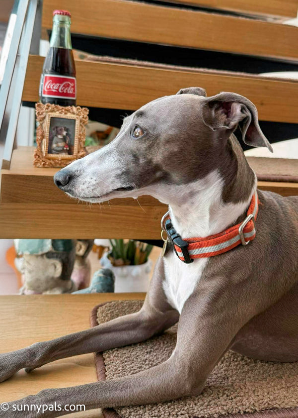 Custom Mini Pet Portrait – Baroque Frame & Magnet